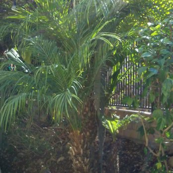 Happy Grounds Landscaping Services - They trimmed back the palms trees. - Landscaping Near Me Happy Grounds Landscaping Services - They trimmed back the palms trees. - Landscaping Near Me