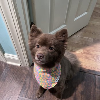 PetSmart - Pet Stores Near Me - HARDEEVILLE, South Carolina