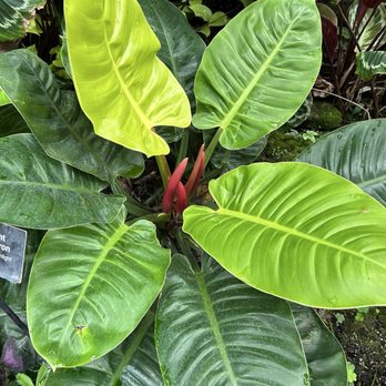 Lincoln Park Conservatory - Parks Near Me - Chicago, Illinois