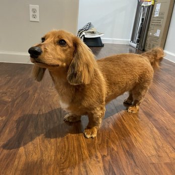 Meet You There Pet Care - Moose my dog - Pet Groomers Near Me Meet You There Pet Care - Moose my dog - Pet Groomers Near Me