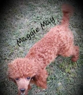 dragonfly toy puppies