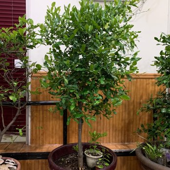 Kolap Restaurant - a variety of potted plants - Cambodian Near Me - Saint Paul, Minnesota