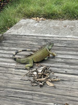 Green Cay Nature Center & Wetlands by null