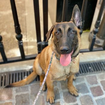 Off Leash K9 Training  - Pet Training Near Me - Murrieta, California