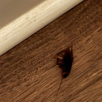 Elliott Beach Rentals Crescent Beach - cockroach on the bedroom floor - Vacation Rentals Near Me - North Myrtle Beach, South Carolina Elliott Beach Rentals Crescent Beach - cockroach on the bedroom floor - Vacation Rentals Near Me - North Myrtle Beach, South Carolina