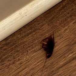 Elliott Beach Rentals Crescent Beach - cockroach on the bedroom floor
