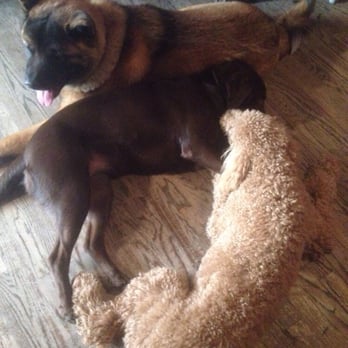 Jake's Pub - The regular Jake's pups! - Pubs Near Me - Chicago, Illinois Jake's Pub - The regular Jake's pups! - Pubs Near Me - Chicago, Illinois