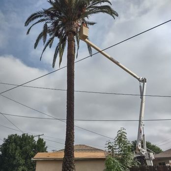 A & S Tree Service - Canary Island Date Palm - Tree Services Near Me