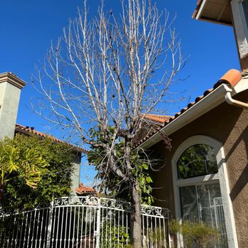 Original Mejia Landscaping - Sweetgum tree before 2 - Landscaping Near Me - Corona, California Original Mejia Landscaping - Sweetgum tree before 2 - Landscaping Near Me - Corona, California