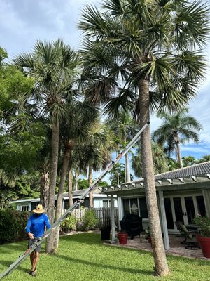 Geo Tree Service on Yelp