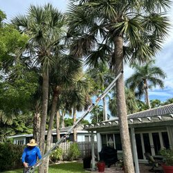 Geo Tree Service - Messy sable palms