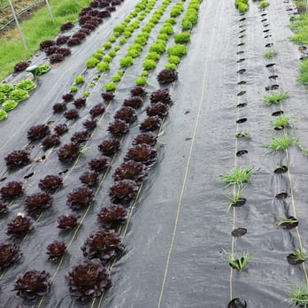 24Carrot Farm - 24Carrot Farm Stand @ Willow Pond Farm - Fruits & Veggies Near Me - Placerville, California 24Carrot Farm - 24Carrot Farm Stand @ Willow Pond Farm - Fruits & Veggies Near Me - Placerville, California