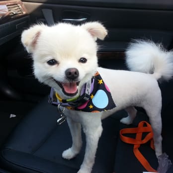 Ann's Pet Grooming - Pet Groomers Near Me - Brea, California Ann's Pet Grooming - Pet Groomers Near Me - Brea, California