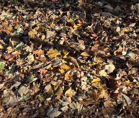 Inwood Hill Park by null