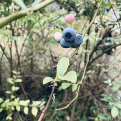 Blueberry Hill - Cute