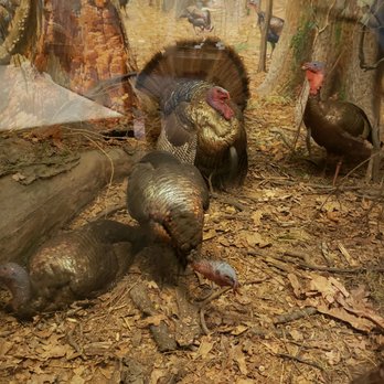 Field Museum - Museums Near Me - Chicago, Illinois