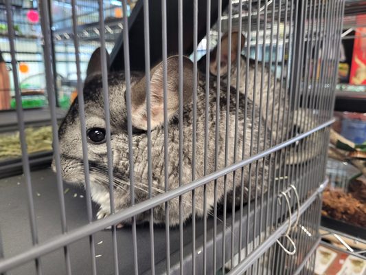 SLOTH ENCOUNTERS - Updated January 2025 - 83 Photos - 551 Veterans