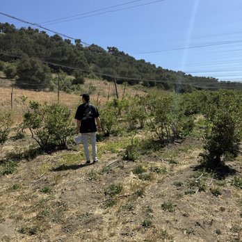 Santa Barbara Blueberries - Fruits & Veggies Near Me - Gaviota, California Santa Barbara Blueberries - Fruits & Veggies Near Me - Gaviota, California