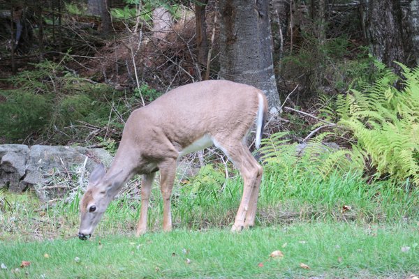 Lily Bay State Park by null