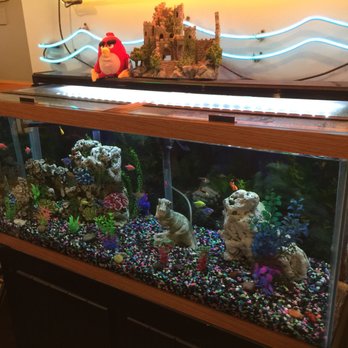 Oasis Restaurant - Colorful fish tank - American Near Me - Fort Myers, Florida Oasis Restaurant - Colorful fish tank - American Near Me - Fort Myers, Florida