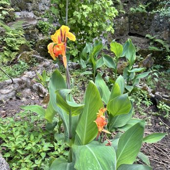 Cedar Lakes Woods and Gardens - Botanical Gardens Near Me - Williston, Florida