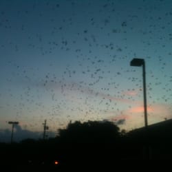 Purple Martin Parties - 8:50pm