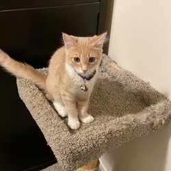 Canyon Park Veterinary Hospital