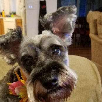 Daisy's Pet Grooming - This is Miss Tilly with. schnauzer cut. - Pet Groomers Near Me - Puyallup, Washington Daisy's Pet Grooming - This is Miss Tilly with. schnauzer cut. - Pet Groomers Near Me - Puyallup, Washington