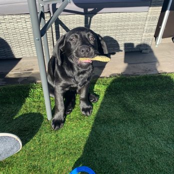 Stofer's Labs - Pet Training Near Me - Prunedale, California Stofer's Labs - Pet Training Near Me - Prunedale, California