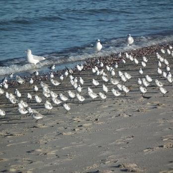 Pavilion at Sunken Meadow - Piping Plover! - Parks Near Me - Kings Park, New York