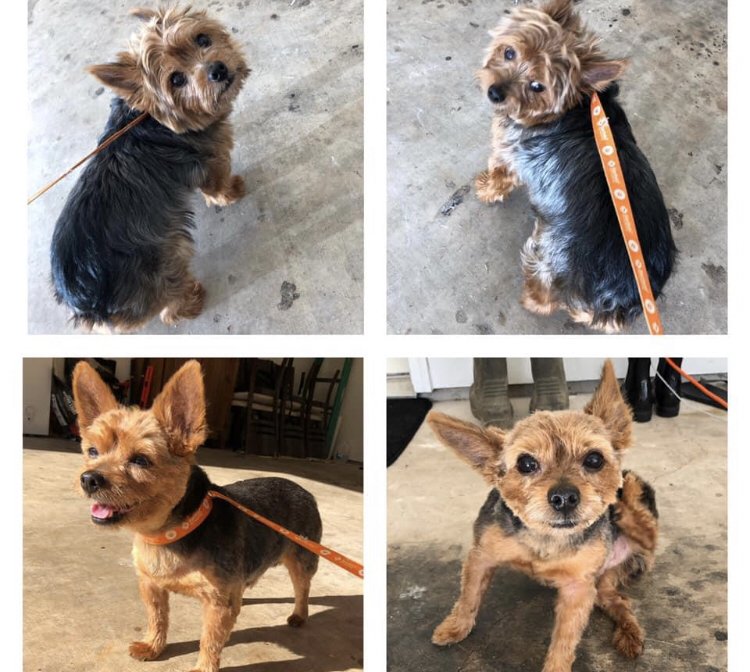 TRAVELING TRIMS Updated May 2024 Jackson, Mississippi Pet