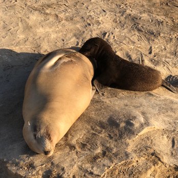 La Jolla Cove - Parks Near Me - La Jolla, California