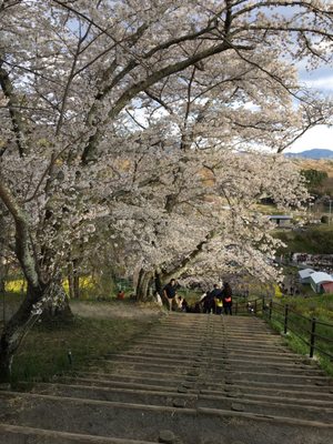 Miharu Takizakura by null