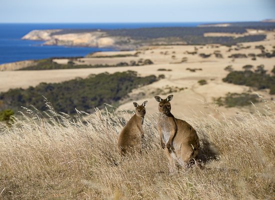 Exceptional Kangaroo Island by null