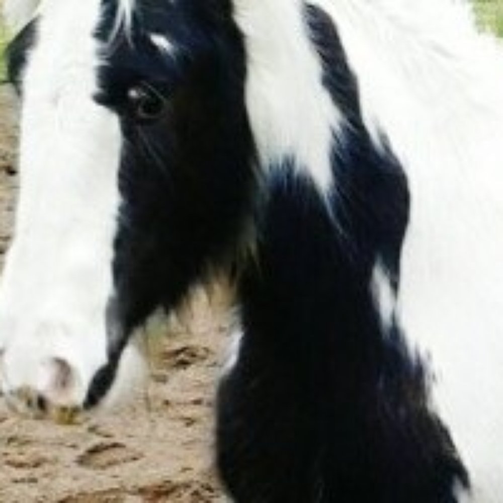 LexLin Ranch - Horseback Riding Near Me - Rockwood, Tennessee LexLin Ranch - Horseback Riding Near Me - Rockwood, Tennessee