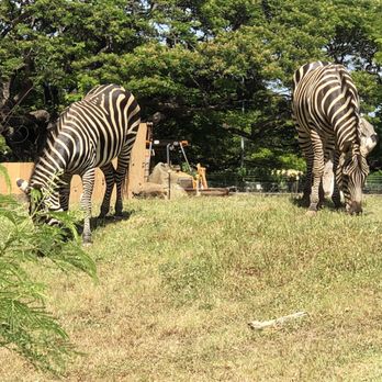 Honolulu Zoo - Zebras - Zoos Near Me - Honolulu, Hawaii
