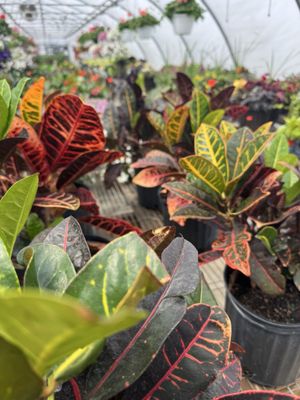 Vince's Farm and Nursery