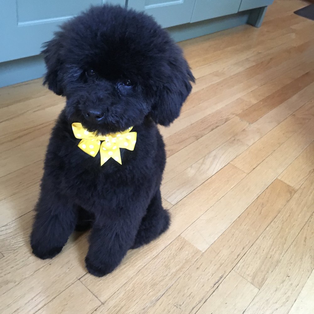 Pawsitively Pets - Lola's first haircut! - Pet Groomers Near Me - Bolton, Massachusetts