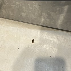 Renters Paradise Realty - My "roommates"