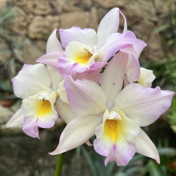 Lincoln Park Conservatory - Parks Near Me - Chicago, Illinois Lincoln Park Conservatory - Parks Near Me - Chicago, Illinois