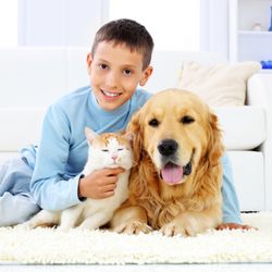Chem-Dry Of La Crosse - We love our pets, but they can do a number on our house. Pet odor is one of the most difficult odors to get out...