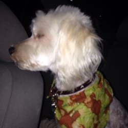 7-Eleven - LOCAL 7-11 HAUNTED BY GHOST DOG!!