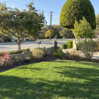 H & E Tree Service - After removal of pine - Tree Services Near Me