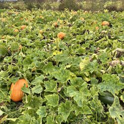 Samascott Orchards