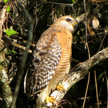 Fakahatchee Strand Preserve State Park - Red shouldered hawk at eye level - Parks Near Me - Copeland, Florida