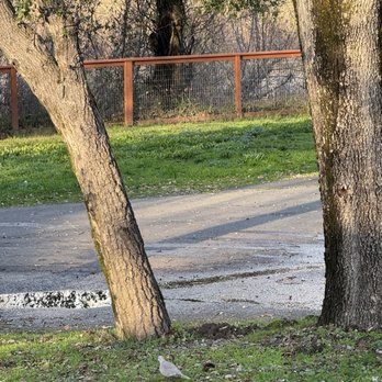 Wildhaven - A dove! - Campgrounds Near Me - Healdsburg, California