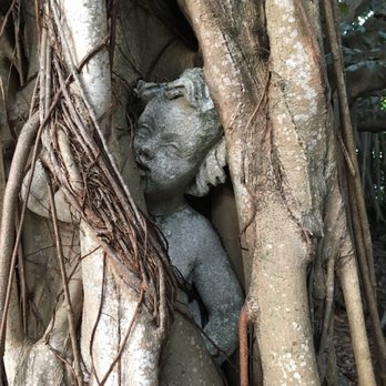 The Ringling - Statue in a Banyan tree - Art Museums Near Me - Sarasota, Florida The Ringling - Statue in a Banyan tree - Art Museums Near Me - Sarasota, Florida