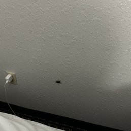 Cockroach in 205.