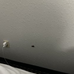 La Quinta by Wyndham Conroe - Cockroach in 205.