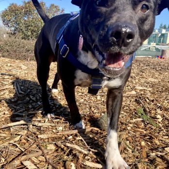 Casa Dog - Our rescue fka: Penguin, now Mato. - Animal Shelters Near Me Casa Dog - Our rescue fka: Penguin, now Mato. - Animal Shelters Near Me